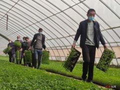 新疆洛浦：设施农业助力乡村振兴