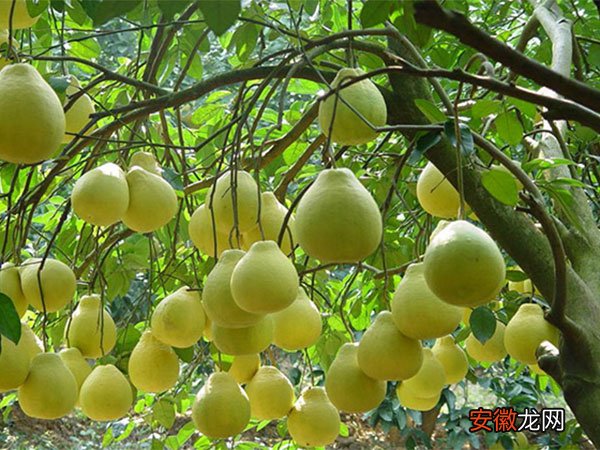 柚子皮的功效与作用 柚子的功效与作用