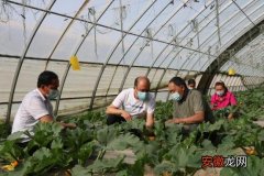 新疆洛浦：温室大棚开辟增收致富新天地