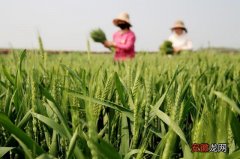 经济 #安徽濉溪：推动产学研合作 小麦良种繁育忙