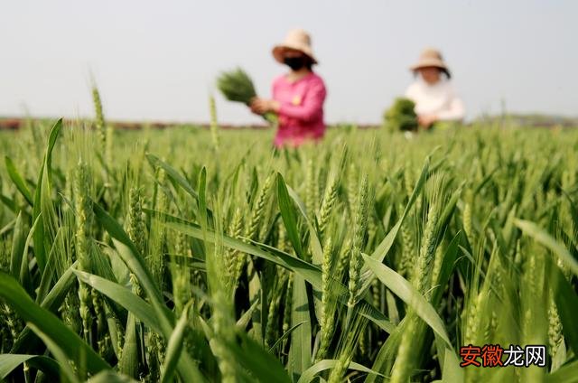 经济 #安徽濉溪：推动产学研合作 小麦良种繁育忙