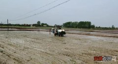肥东：再生稻机械化种植插秧忙