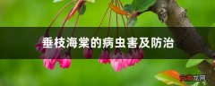 垂枝海棠的病虫害及防治
