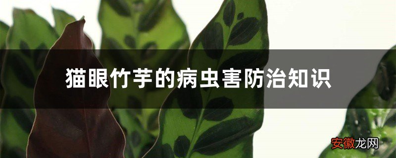 猫眼竹芋的病虫害防治知识