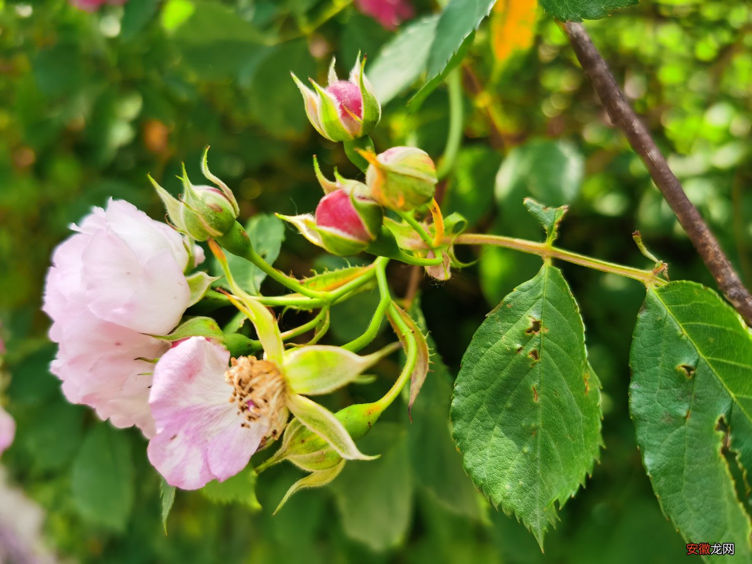 蔷薇花虫害及防治方法