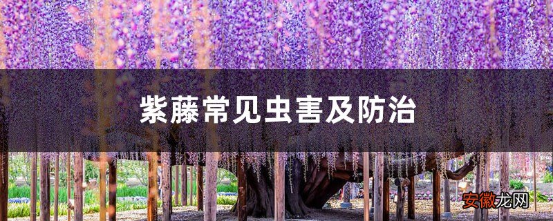 紫藤常见虫害及防治