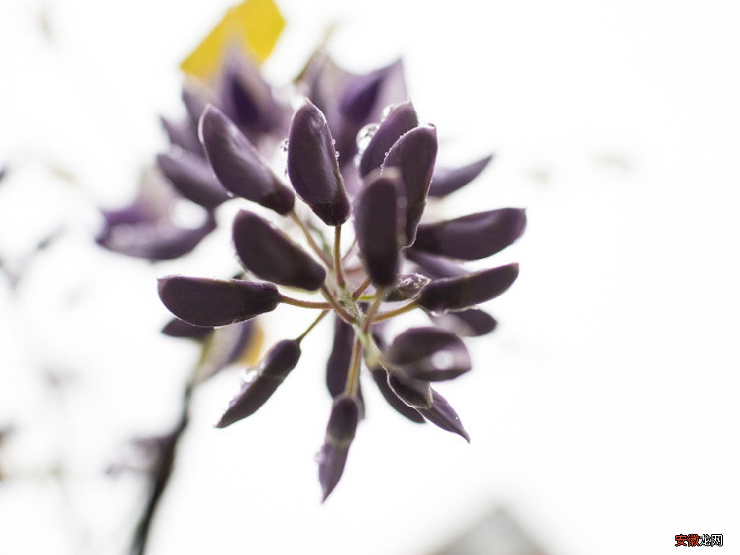 紫藤常见虫害及防治