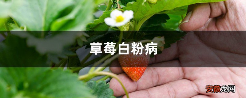草莓白粉病怎么治疗