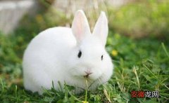 兔子爱吃窝边草是什么意思