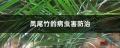 凤尾竹的病虫害防治