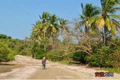 神奇的小岛续,岛上的渔民带我走到小岛的尽头,那里有棵椰子树,横刀立马,登树摘果,喝椰汁,吃