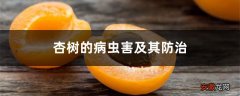杏树的病虫害及其防治