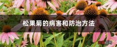 松果菊的病害和防治方法