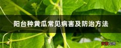 阳台种黄瓜常见病害及防治方法