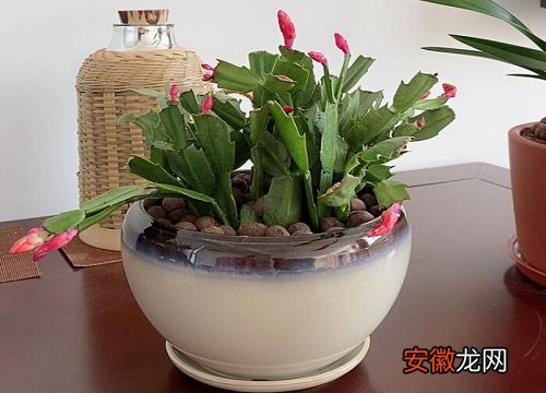【花盆】陶瓷花盆适合养什么花