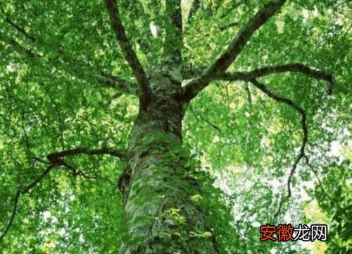 【树】阳春树又叫什么树？