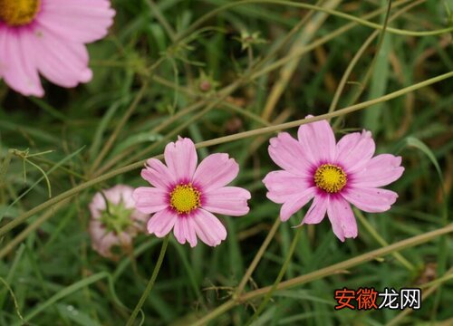 【花】波斯菊又叫什么花？