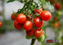 【花卉大全】西红柿又叫什么果？