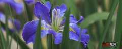 【花语】蓝色鸢尾花的花语 蓝色鸢尾花的花语是什么