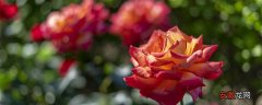 【玫瑰花】月季花和玫瑰花的区别在哪里 月季花和玫瑰花的区别是什么