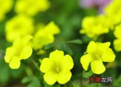 【植物】黄花酢浆草是什么植物类别？