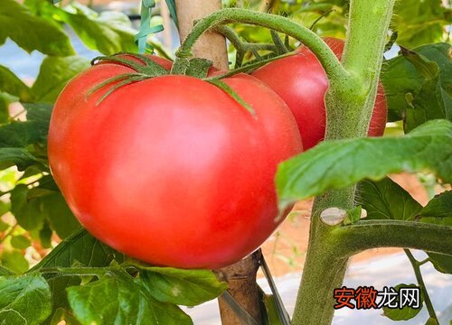 【花卉大全】西红柿耐旱吗