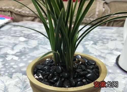 【花】维生素片可以浇兰花吗