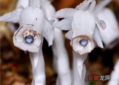 【植物】水晶兰是什么植物类别？