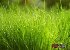 【植物】小草是什么植物类别？