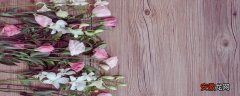 【花语】桔梗花的花语是什么 桔梗花的花语是什么意思