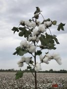 种质资源大国向种业强国迈进！浙大研发世界首个棉花精准育种设计平台