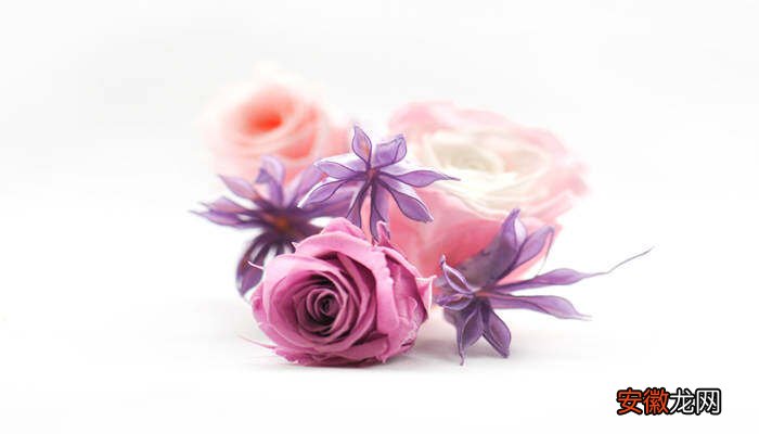 【花语】紫色的花语与象征 紫色花的花语和寓意