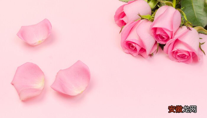 【花语】折射玫瑰花语是什么 折射玫瑰花语是什么意思