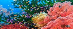 【种类】珊瑚分几种 珊瑚分几种类