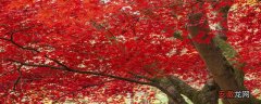 【树叶】红色树叶的树有哪些 红色树叶是什么树