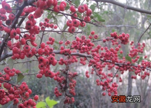 【植物】红山果是什么植物类别？