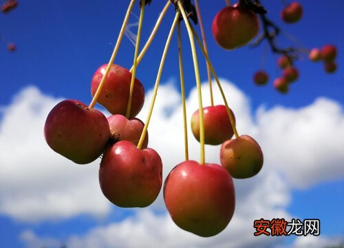 【植物】红山果是什么植物类别？