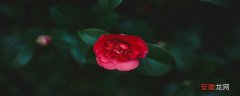 【山茶花】红色山茶花的寓意和象征 红色山茶花花语及代表意义