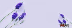 【薰衣草】紫色薰衣草的真正花语 薰衣草花语和象征意义