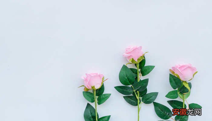 【玫瑰花】粉玫瑰花的花语 粉玫瑰花的花语是什么
