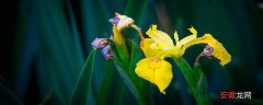 【花语】鸢尾花的花语是什么？ 鸢尾花的花语是什么意思 鸢尾花的含义