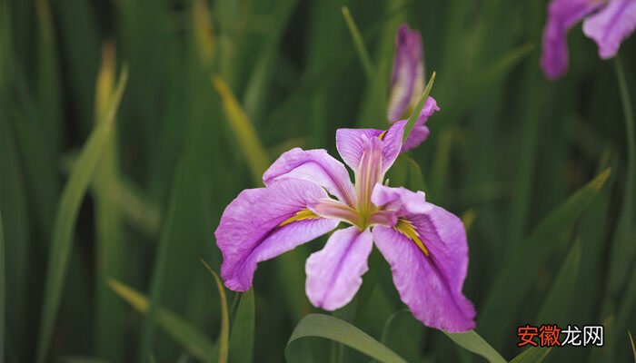 【花语】鸢尾花的花语是什么？ 鸢尾花的花语是什么意思 鸢尾花的含义