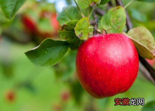 【苹果树】苹果树什么时候追肥合适