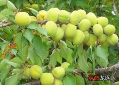 【树】杏树授粉时间与方法