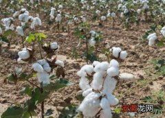 【高产】棉花什么时候追肥合适 高产追肥方法