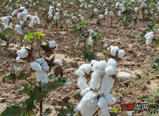 【高产】棉花什么时候追肥合适 高产追肥方法