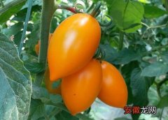 【花卉大全】西红柿又叫什么名字？