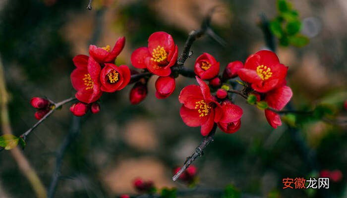 【花语】西府海棠的花语和寓意 西府海棠的花语