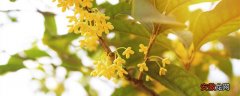 【树】开黄色花的是什么树 开黄色花是什么树