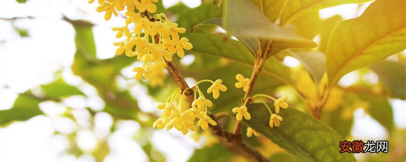 【树】开黄色花的是什么树 开黄色花是什么树